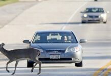 Tips For Avoiding Deer Auto Collisions Auto Collisions