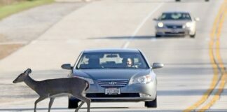 Tips For Avoiding Deer Auto Collisions Auto Collisions
